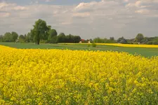 widok z rzepakiem 