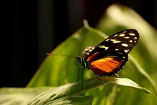 Heliconius 