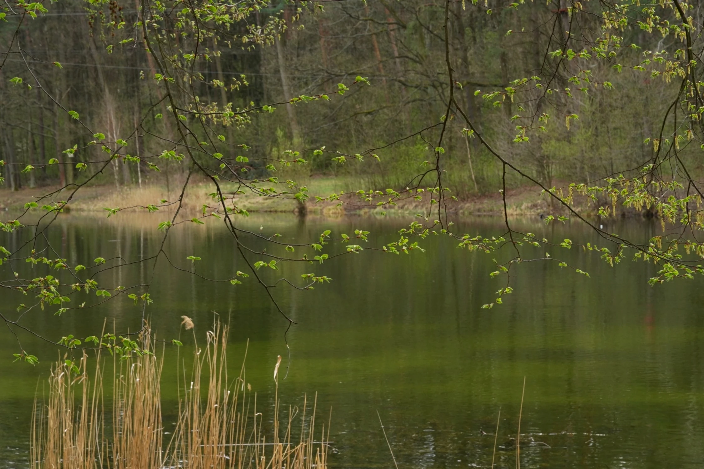 popołudnie nad stawem 