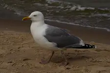 "moja" modelka