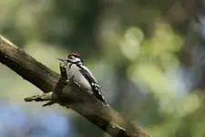 Dzięcioł Duży