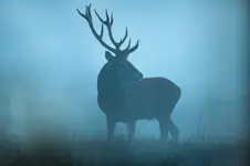 W okruchach światła