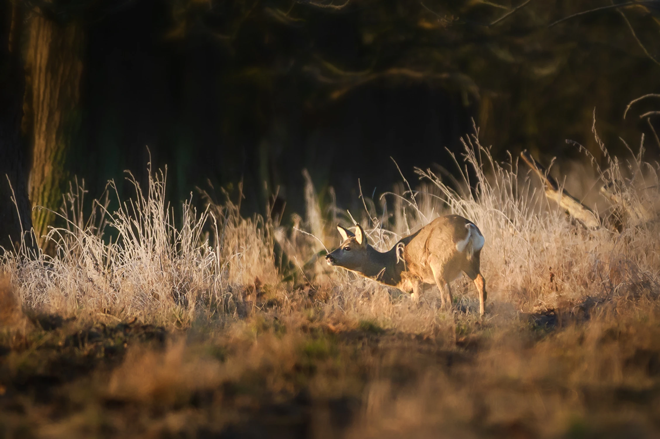 Skradając się jak mysz