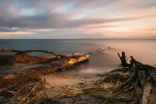 Plaża wykrotów