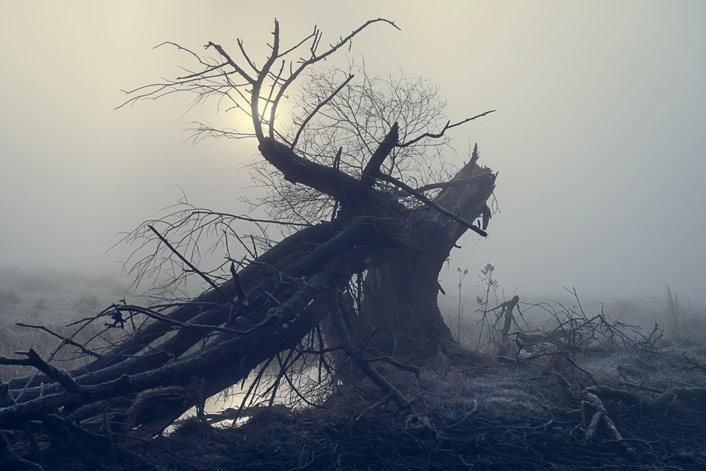 Tam gdzie rządzi chaos