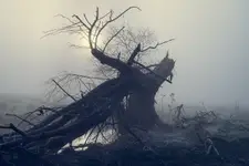 Tam gdzie rządzi chaos