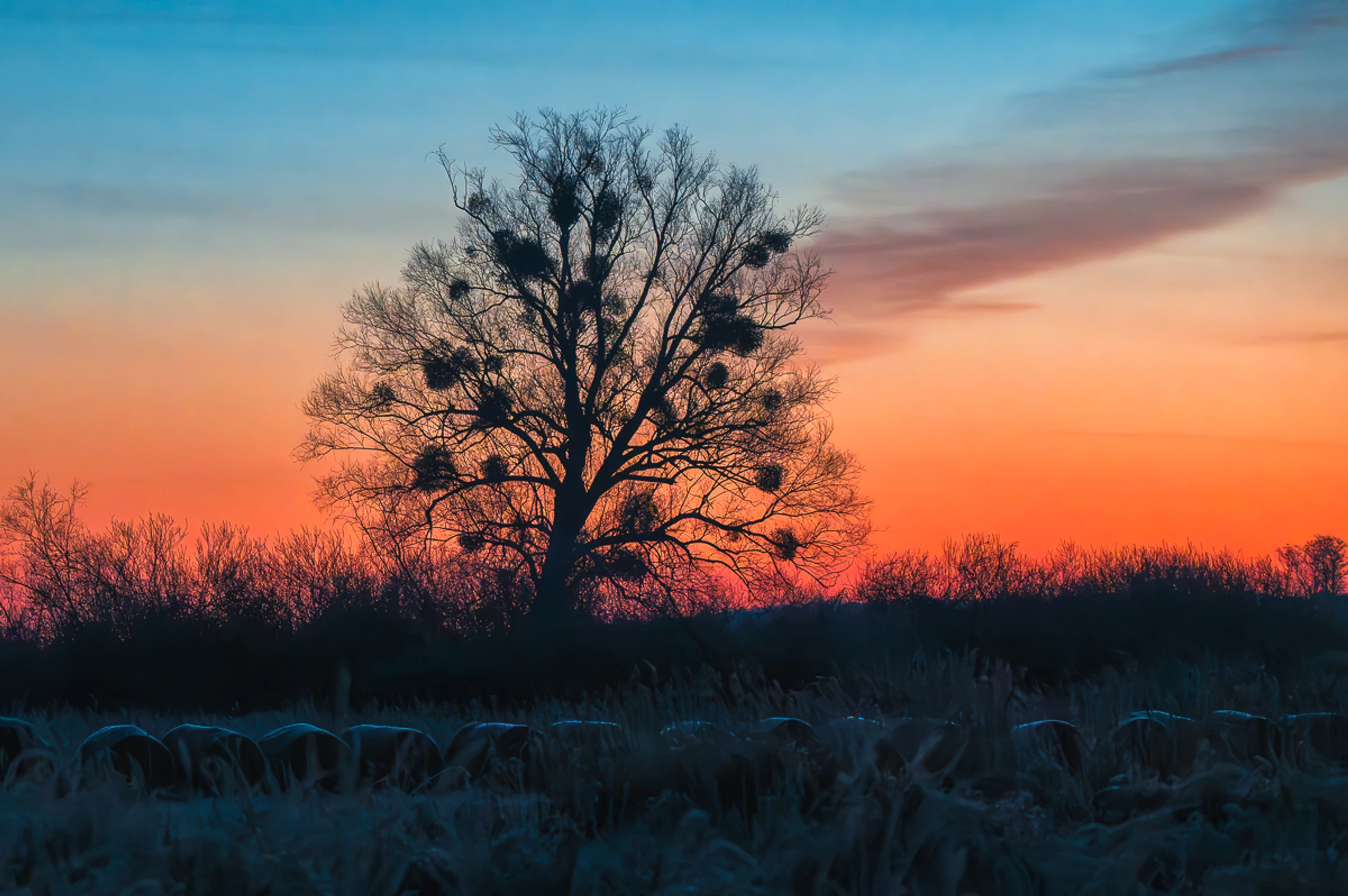 Brzask ściśnięty mrozem
