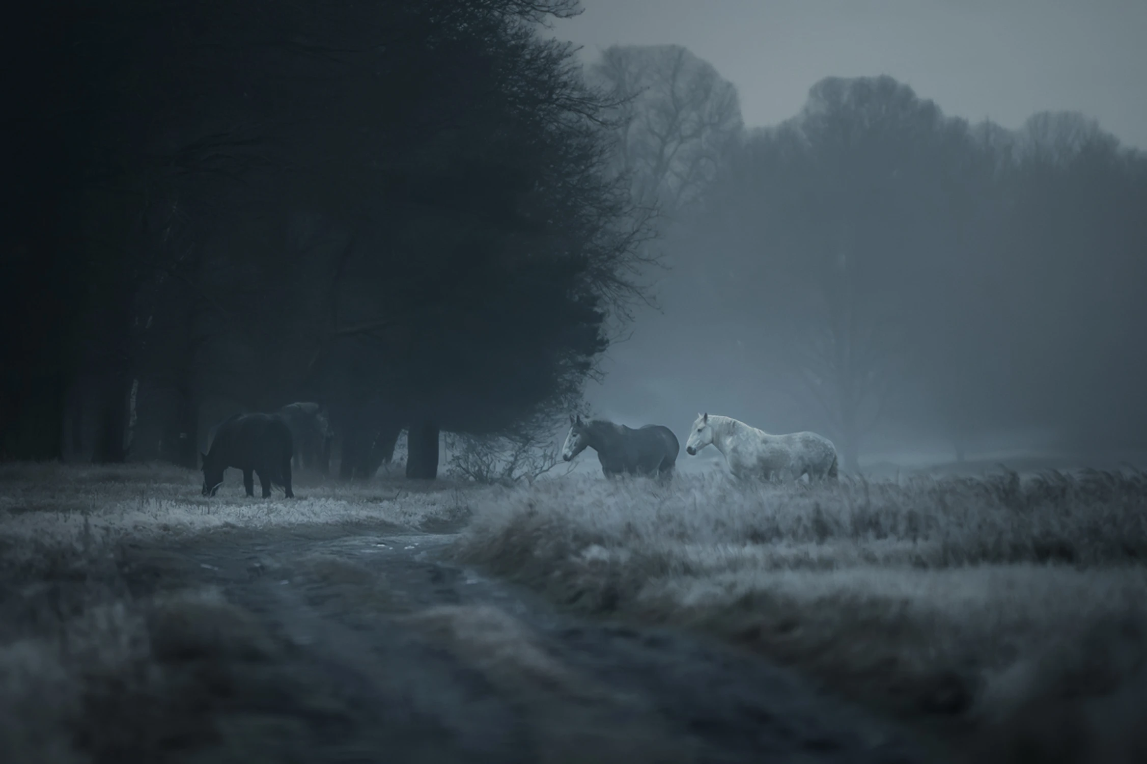 Na leśnej ścieżce