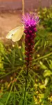 Lato 