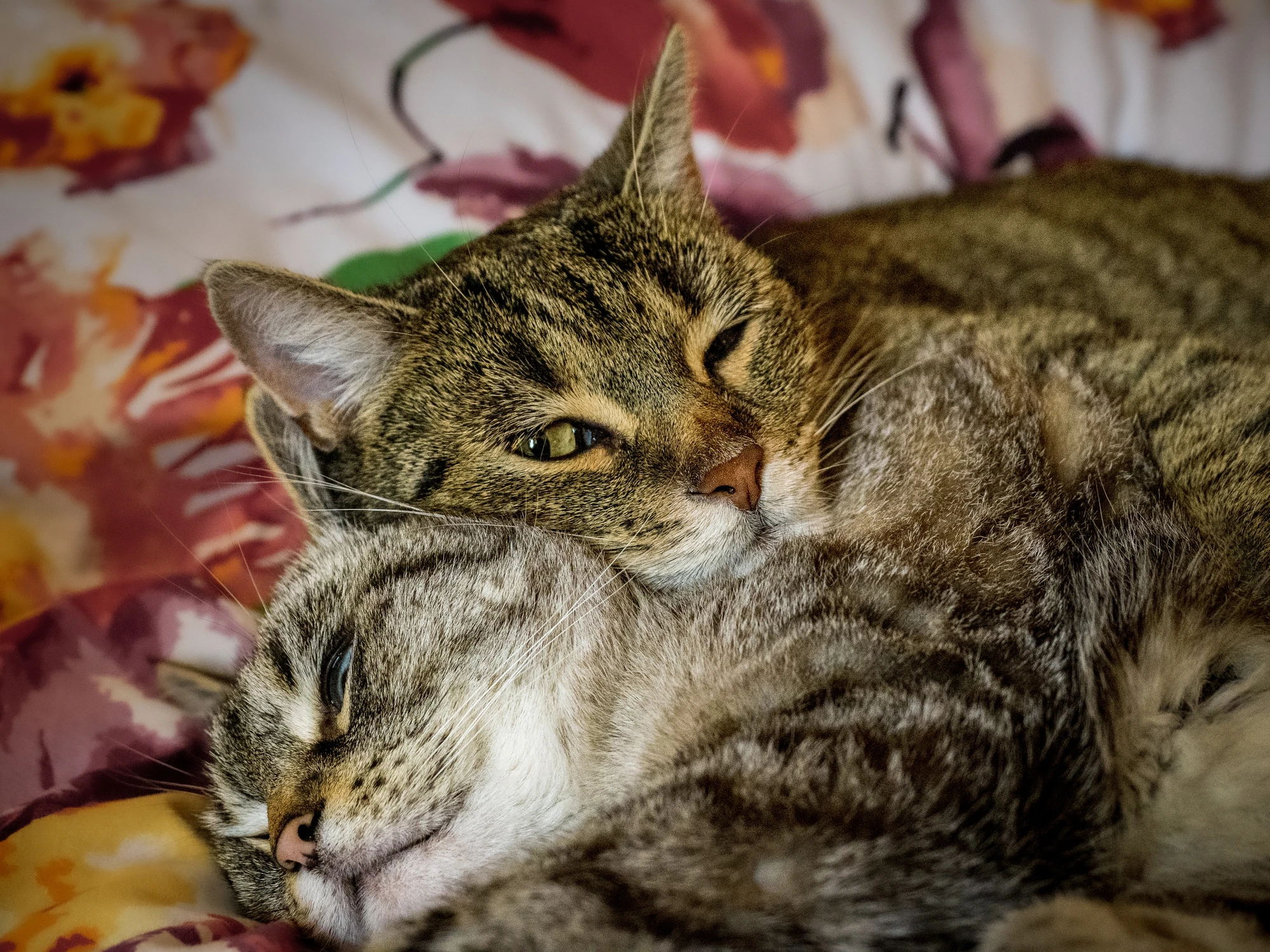 JA CIĘ KOCHAM A TY ŚPISZ