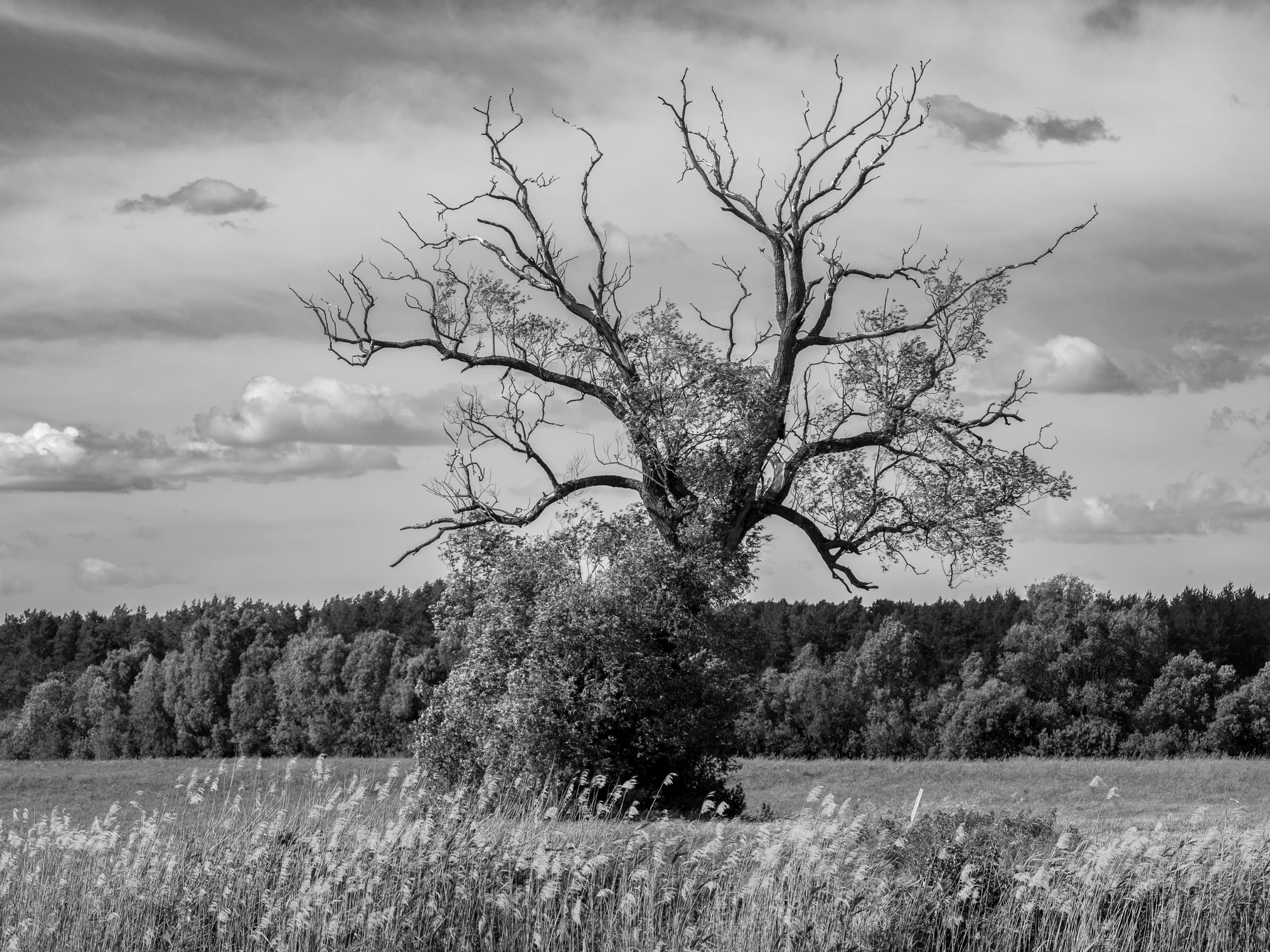 Narwiańskie klimaty.