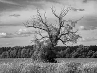 Narwiańskie klimaty.