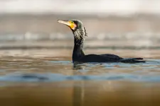 Kormoran