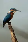 Zimorodek
