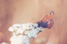 ***