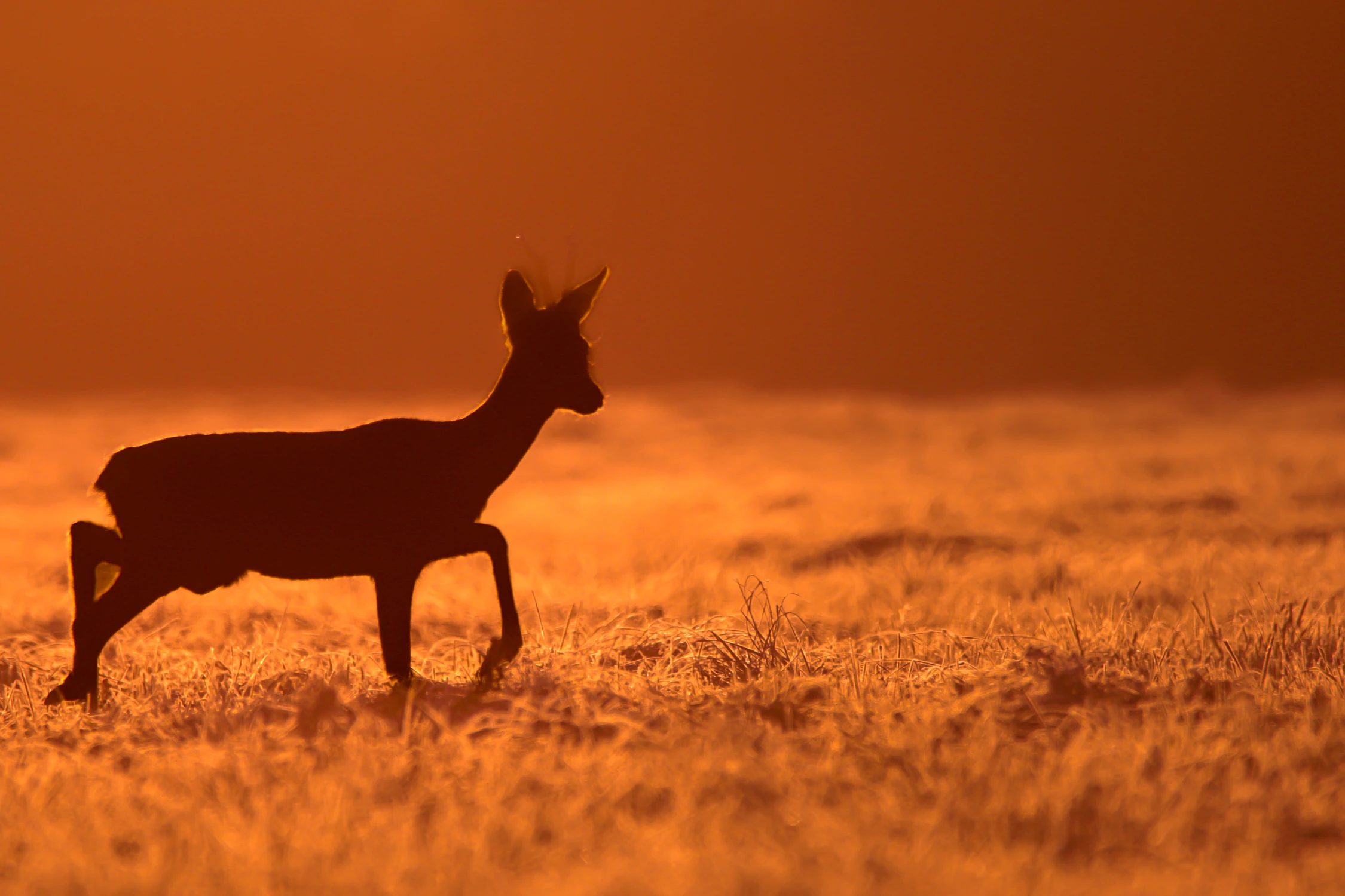 W objęciach wschodzącego słońca 