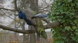 Columba livia