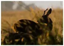 koziołek