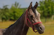 Konik