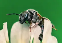 Pszczolinka