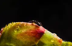 Makro po deszczu