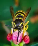 Osa
