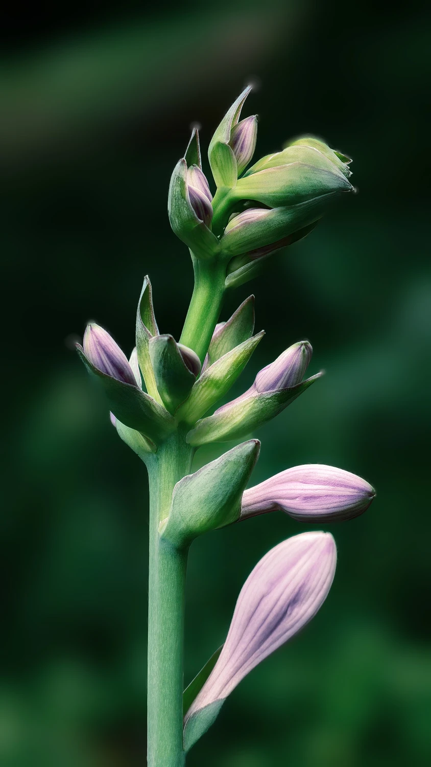 Hosta Funkia