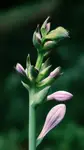 Hosta Funkia