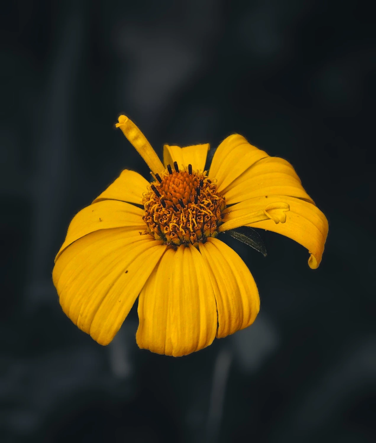 Cynia