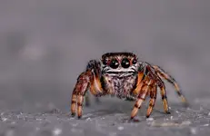 Skakun