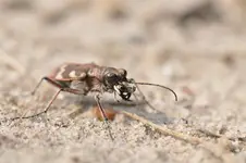 Mały alien