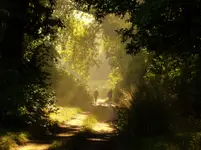 Leśne ścieżki 