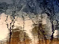 Obraz na wodzie malowany ROZMOWA DRZEW 