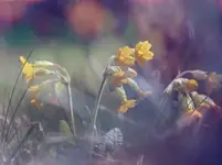 W moim ogrodzie ......