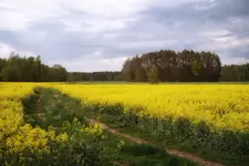Krajobraz rzepakowy