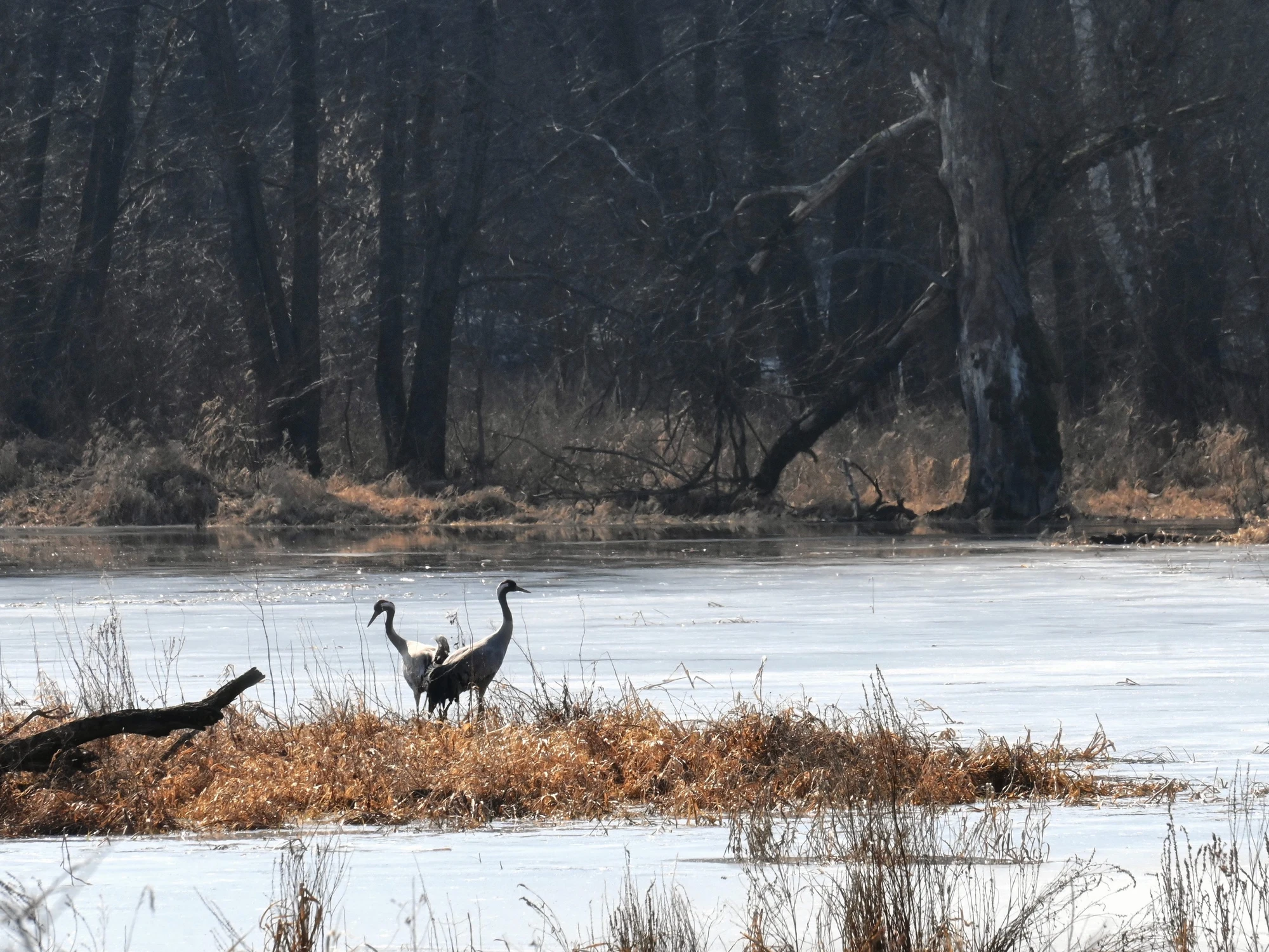 Krajobraz z żurawiami