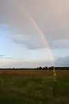 Dziewanna tęczowa