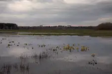 Łąka z widokiem na Drohiczyn