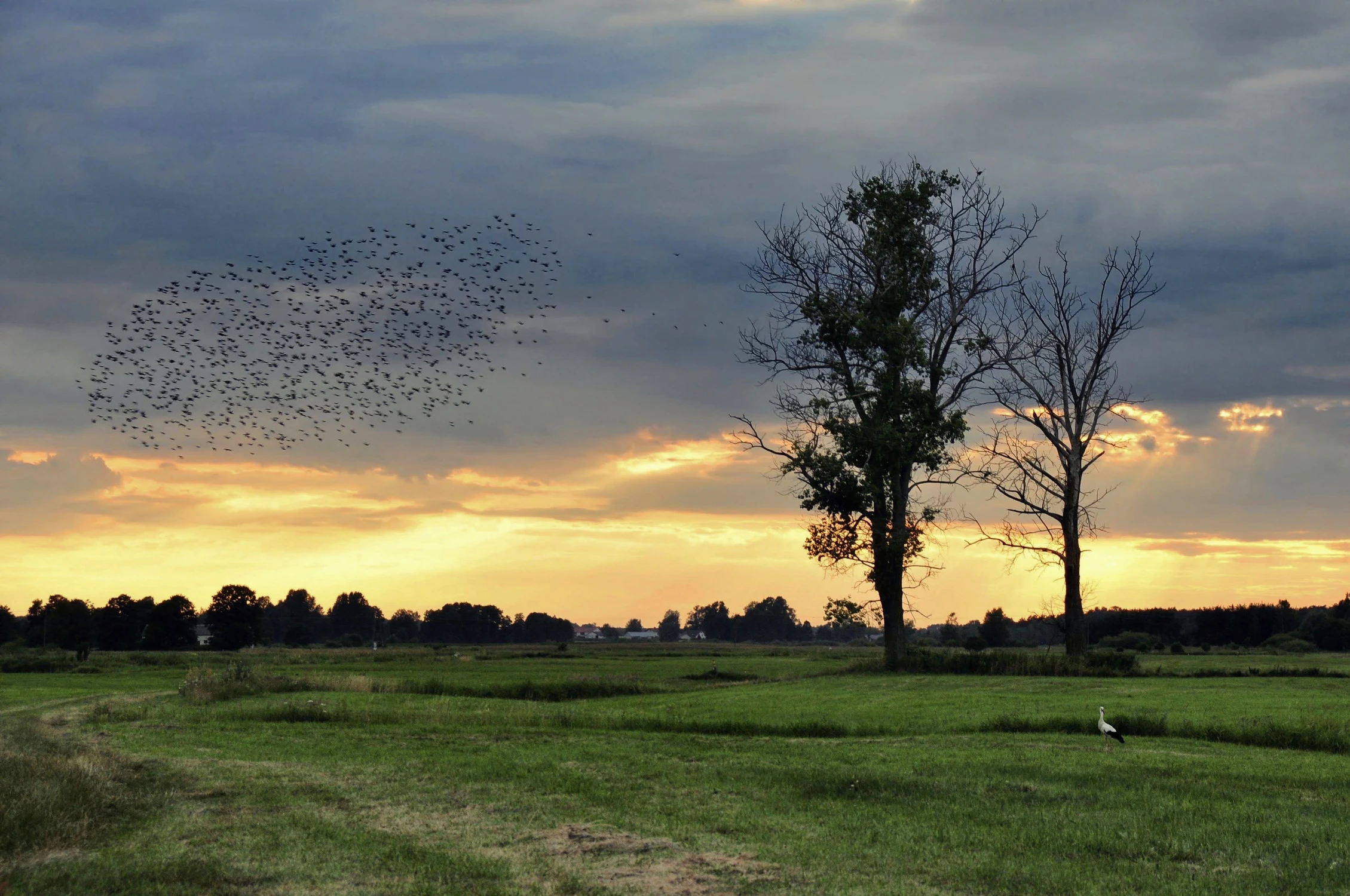 Na łące z bocianem