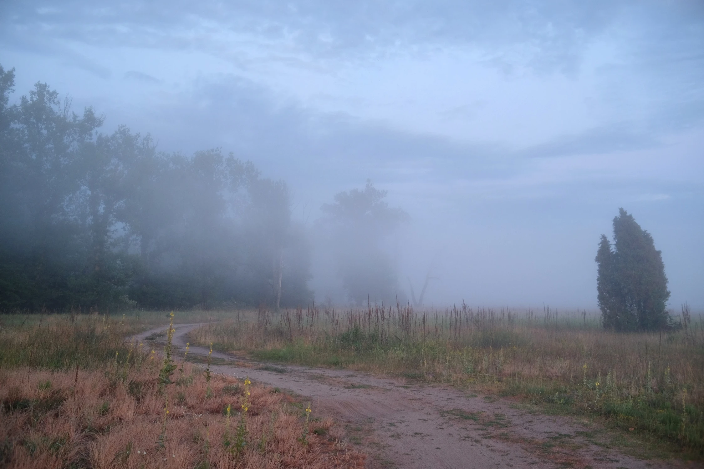 Opary nad łaką