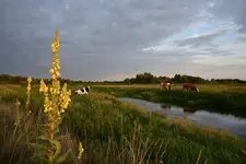 Krajobraz z dziewanną 