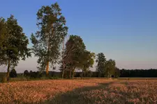 Złoty łan