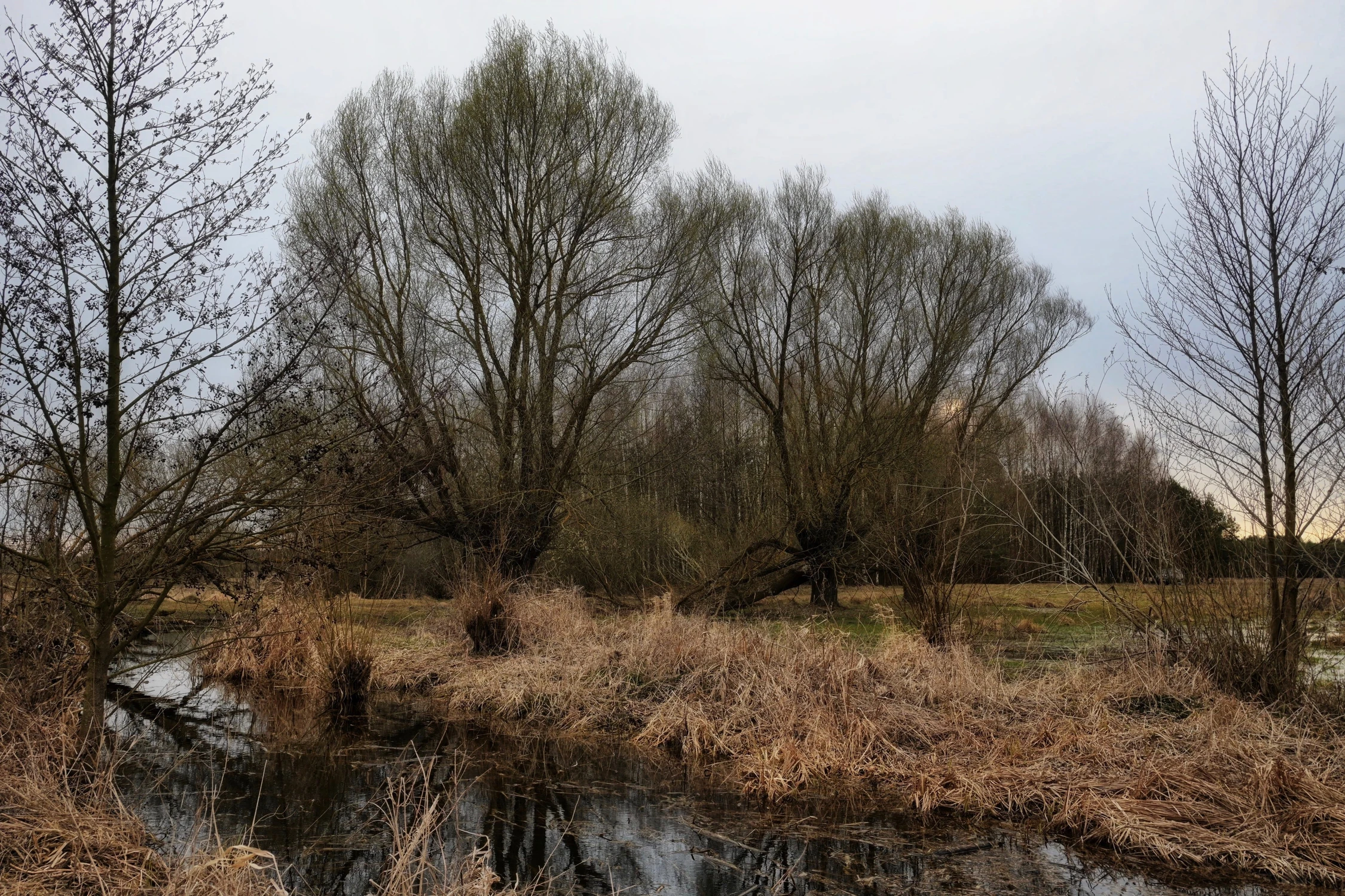 Podmokłe łąki nad Bugiem