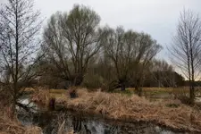 Podmokłe łąki nad Bugiem