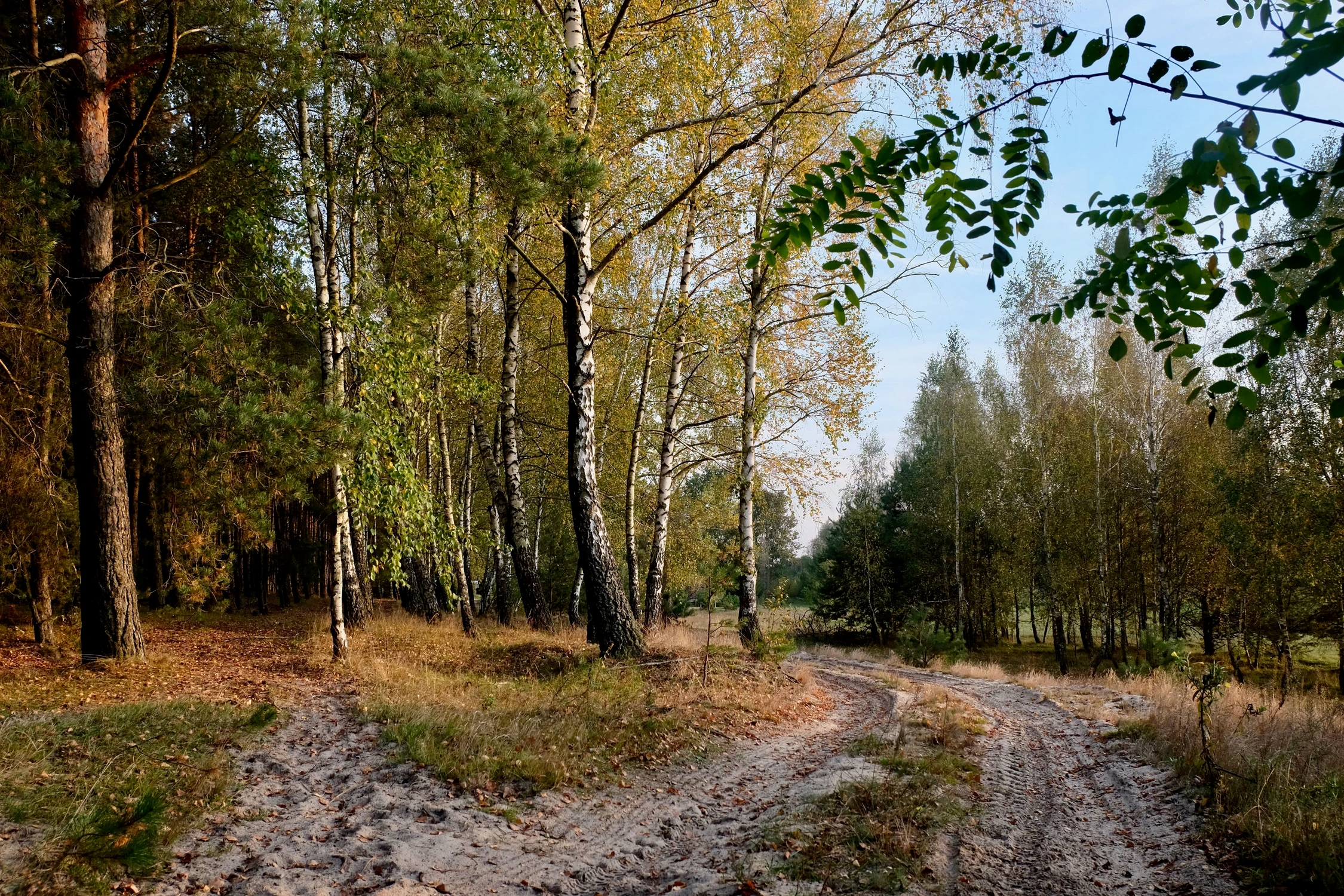Droga na skraju lasu