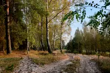 Droga na skraju lasu