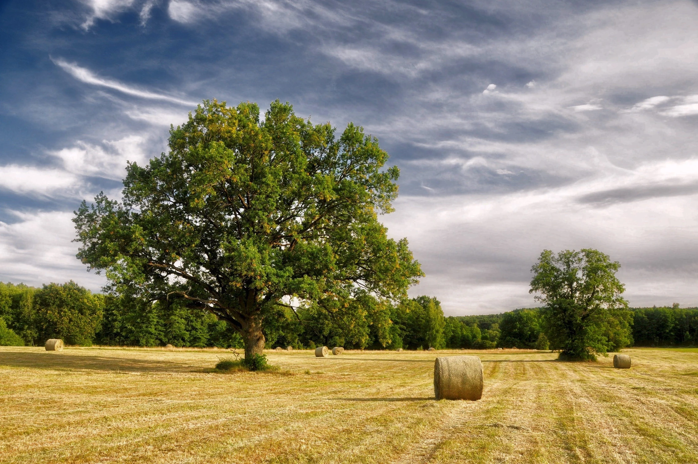 Dąb na skoszonej łące