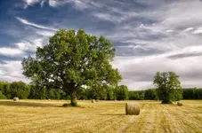 Dąb na skoszonej łące