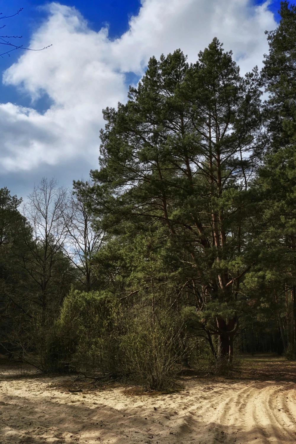 Leśne drogi i dróżki