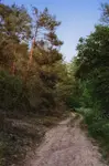 Wieczorny spacer przez las